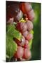 France, Alsace, Eguisheim. A bunch of Gewurztraminer grapes.-Janis Miglavs-Mounted Premium Photographic Print