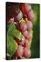France, Alsace, Eguisheim. A bunch of Gewurztraminer grapes.-Janis Miglavs-Stretched Canvas