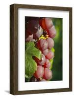 France, Alsace, Eguisheim. A bunch of Gewurztraminer grapes.-Janis Miglavs-Framed Photographic Print