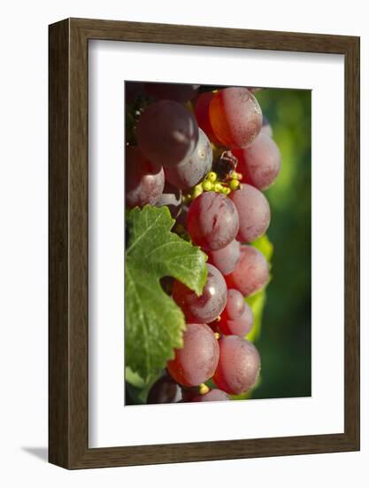 France, Alsace, Eguisheim. A bunch of Gewurztraminer grapes.-Janis Miglavs-Framed Photographic Print