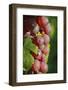 France, Alsace, Eguisheim. A bunch of Gewurztraminer grapes.-Janis Miglavs-Framed Photographic Print