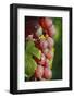 France, Alsace, Eguisheim. A bunch of Gewurztraminer grapes.-Janis Miglavs-Framed Photographic Print