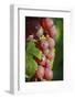 France, Alsace, Eguisheim. A bunch of Gewurztraminer grapes.-Janis Miglavs-Framed Photographic Print