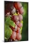 France, Alsace, Eguisheim. A bunch of Gewurztraminer grapes.-Janis Miglavs-Mounted Photographic Print