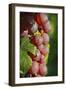 France, Alsace, Eguisheim. A bunch of Gewurztraminer grapes.-Janis Miglavs-Framed Photographic Print