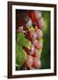 France, Alsace, Eguisheim. A bunch of Gewurztraminer grapes.-Janis Miglavs-Framed Photographic Print