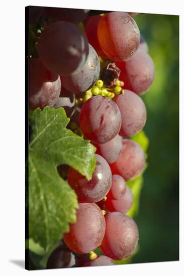 France, Alsace, Eguisheim. A bunch of Gewurztraminer grapes.-Janis Miglavs-Stretched Canvas