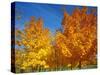 France, Amboise, Foliage-James Denk-Stretched Canvas