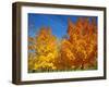 France, Amboise, Foliage-James Denk-Framed Photographic Print