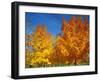 France, Amboise, Foliage-James Denk-Framed Photographic Print