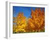 France, Amboise, Foliage-James Denk-Framed Photographic Print