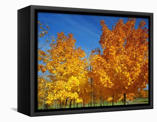 France, Amboise, Foliage-James Denk-Framed Stretched Canvas