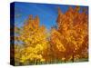 France, Amboise, Foliage-James Denk-Stretched Canvas