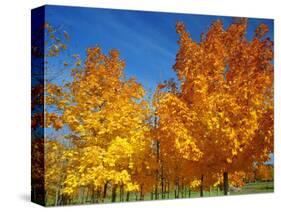 France, Amboise, Foliage-James Denk-Stretched Canvas