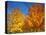 France, Amboise, Foliage-James Denk-Stretched Canvas