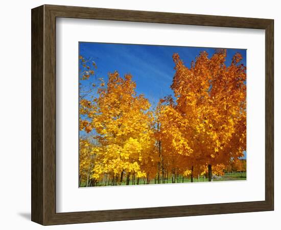 France, Amboise, Foliage-James Denk-Framed Photographic Print