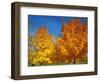 France, Amboise, Foliage-James Denk-Framed Photographic Print