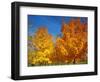 France, Amboise, Foliage-James Denk-Framed Photographic Print