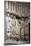 France, Amiens Cathedral, West Facade, Portal of St. Firmn, Jamb Statues-Samuel Magal-Mounted Photographic Print