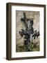 France, Basse-Normandy, Manche, Cemetery of the Abbey Mont-Saint-Michel, Crucifix-Andreas Keil-Framed Photographic Print