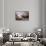 France, Brittany, C™tes-D'Armor, C™te De Granit Rose, Ploumanac'H-Andreas Keil-Framed Stretched Canvas displayed on a wall