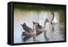 France, Burgundy, Nievre, Cercy La Tour. Geese on the Canal-Kevin Oke-Framed Stretched Canvas