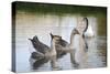 France, Burgundy, Nievre, Cercy La Tour. Geese on the Canal-Kevin Oke-Stretched Canvas