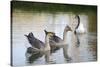 France, Burgundy, Nievre, Cercy La Tour. Geese on the Canal-Kevin Oke-Stretched Canvas