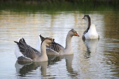 https://imgc.allpostersimages.com/img/posters/france-burgundy-nievre-cercy-la-tour-geese-on-the-canal_u-L-PU3SGY0.jpg?artPerspective=n