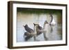 France, Burgundy, Nievre, Cercy La Tour. Geese on the Canal-Kevin Oke-Framed Photographic Print