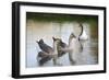 France, Burgundy, Nievre, Cercy La Tour. Geese on the Canal-Kevin Oke-Framed Photographic Print