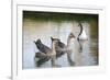 France, Burgundy, Nievre, Cercy La Tour. Geese on the Canal-Kevin Oke-Framed Photographic Print