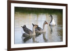 France, Burgundy, Nievre, Cercy La Tour. Geese on the Canal-Kevin Oke-Framed Photographic Print