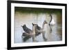 France, Burgundy, Nievre, Cercy La Tour. Geese on the Canal-Kevin Oke-Framed Photographic Print