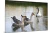 France, Burgundy, Nievre, Cercy La Tour. Geese on the Canal-Kevin Oke-Mounted Photographic Print