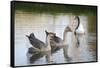 France, Burgundy, Nievre, Cercy La Tour. Geese on the Canal-Kevin Oke-Framed Stretched Canvas