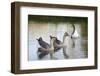 France, Burgundy, Nievre, Cercy La Tour. Geese on the Canal-Kevin Oke-Framed Photographic Print