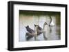 France, Burgundy, Nievre, Cercy La Tour. Geese on the Canal-Kevin Oke-Framed Photographic Print