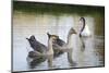 France, Burgundy, Nievre, Cercy La Tour. Geese on the Canal-Kevin Oke-Mounted Photographic Print