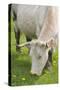 France, Burgundy, Nievre, Sardy Les Epiry. Cow Eating Grass-Kevin Oke-Stretched Canvas