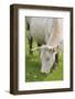 France, Burgundy, Nievre, Sardy Les Epiry. Cow Eating Grass-Kevin Oke-Framed Photographic Print