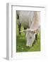 France, Burgundy, Nievre, Sardy Les Epiry. Cow Eating Grass-Kevin Oke-Framed Photographic Print