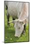 France, Burgundy, Nievre, Sardy Les Epiry. Cow Eating Grass-Kevin Oke-Mounted Photographic Print