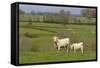 France, Burgundy, Nievre, Sardy Les Epiry. Cows in a Farmers Field-Kevin Oke-Framed Stretched Canvas