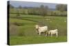 France, Burgundy, Nievre, Sardy Les Epiry. Cows in a Farmers Field-Kevin Oke-Stretched Canvas