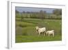 France, Burgundy, Nievre, Sardy Les Epiry. Cows in a Farmers Field-Kevin Oke-Framed Photographic Print