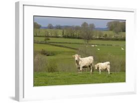 France, Burgundy, Nievre, Sardy Les Epiry. Cows in a Farmers Field-Kevin Oke-Framed Photographic Print