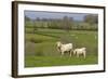 France, Burgundy, Nievre, Sardy Les Epiry. Cows in a Farmers Field-Kevin Oke-Framed Photographic Print