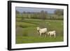 France, Burgundy, Nievre, Sardy Les Epiry. Cows in a Farmers Field-Kevin Oke-Framed Photographic Print