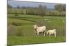 France, Burgundy, Nievre, Sardy Les Epiry. Cows in a Farmers Field-Kevin Oke-Mounted Photographic Print